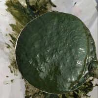 Spirulina Mother Culture